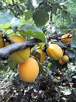 Fruits d'abricot (Prunus armeniaca)