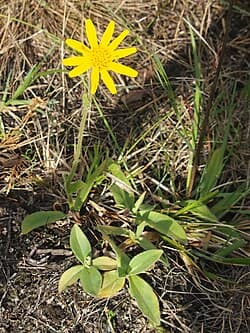 Fleur d'Arnica montana