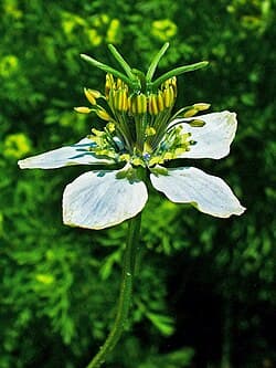 Fleur de Nigella sativa (nigelle)