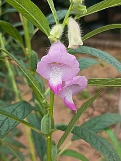 Fleur de Sesamum indicum (sésame)