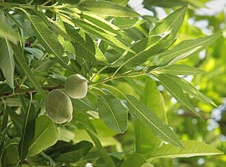 Amandes douces décortiquées