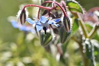 Fleurs de Borago officinalis (bourrache)