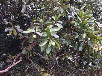 Fruits de Calophyllum inophyllum (tamanu)