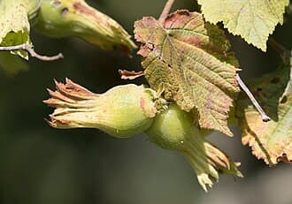 Noisettes (Corylus avellana)