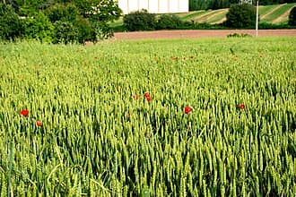 Champ de blé (Triticum vulgare)