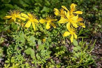 Fleurs d'Hypericum perforatum (millepertuis)