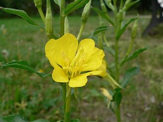 Fleur d'Oenothera biennis (onagre)