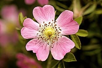 Fleur de Rosa rubiginosa (rose musquée)