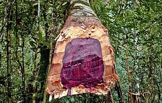 tronc d'un arbre de bois de rose (Aniba rosaeodora) en Amazonie