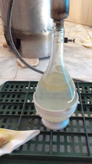 Ballon florentin en sortie d'alambic : l'huile essentielle flotte au-dessus de l'hydrolat