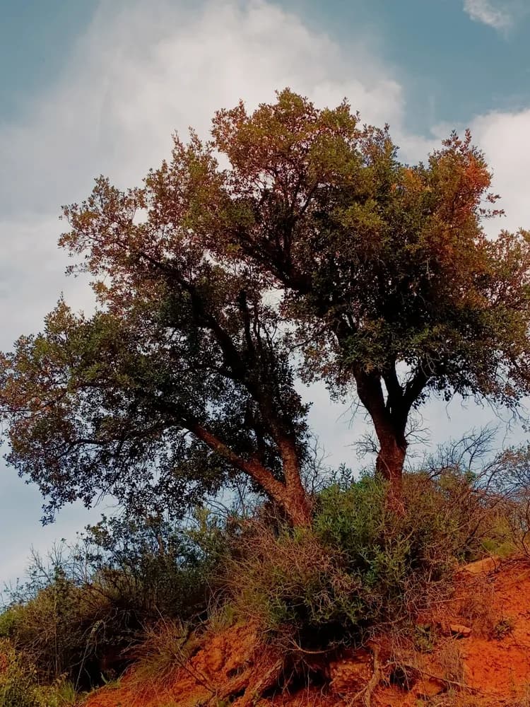Noix d'argan