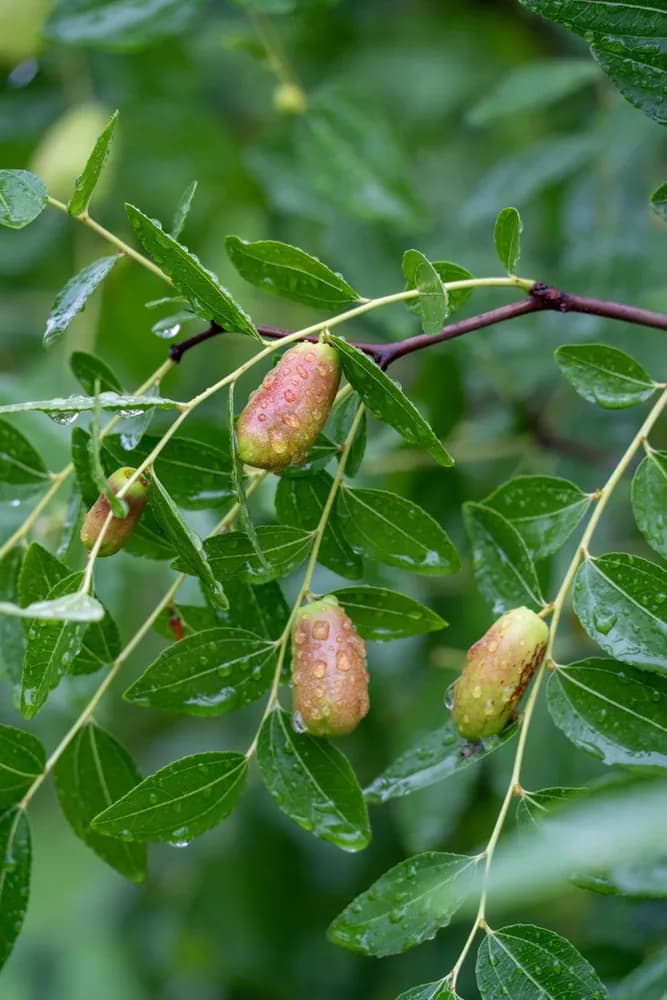 Plant de jojoba