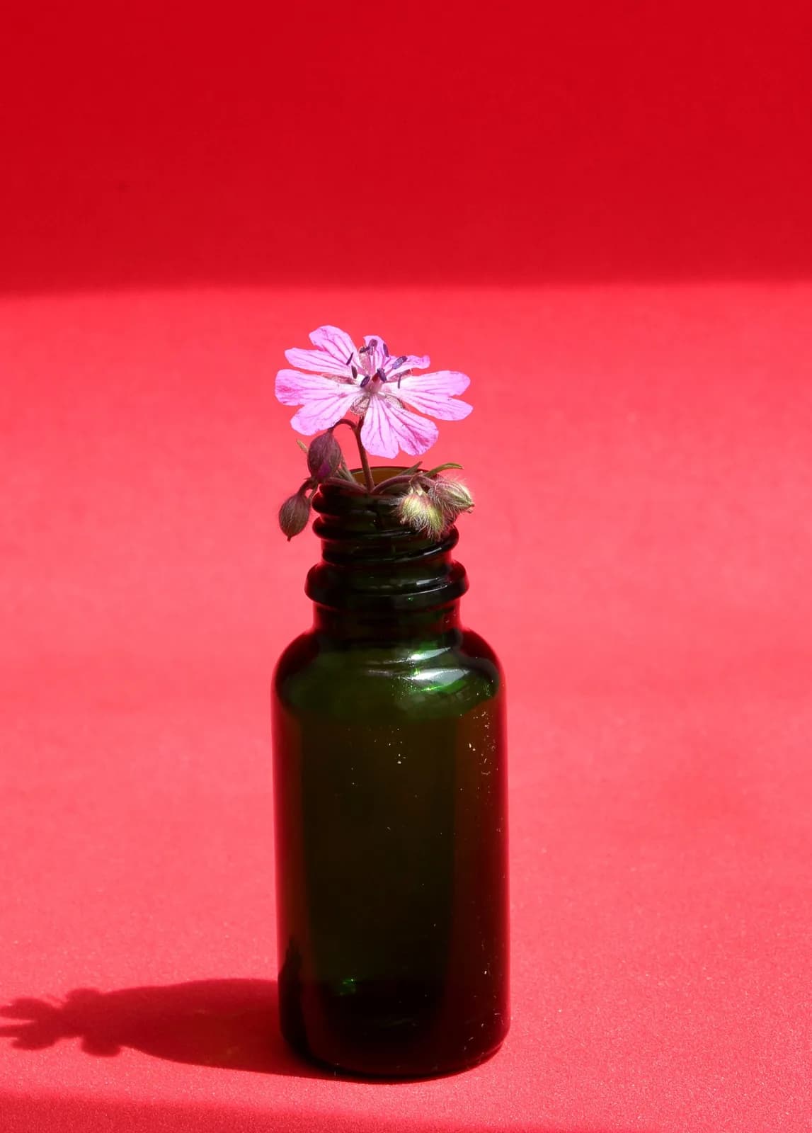 Flacon d'huile essentielle avec fleur - vérifier l'aspect et la couleur avant usage