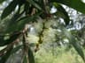 Melaleuca quinquenervia