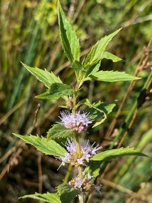 Mentha arvensis
