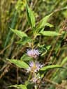 Mentha arvensis