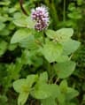 Mentha citrata