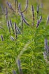 Mentha spicata