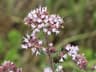 Origanum vulgare ssp virens