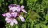 Pelargonium graveolens