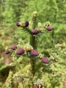 Picea mariana