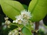 Pimenta racemosa