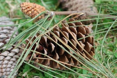 Pinus pinaster