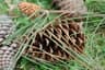Pinus pinaster
