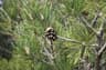 Pinus sylvestris