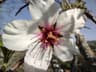 Prunus amygdalus var amara