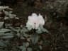 Rhododendron anthopogon