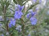 Rosmarinus officinalis