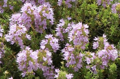 Thymus saturejoides