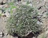 Thymus vulgaris