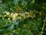 Boswellia carterii