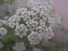 Trachyspermum ammi