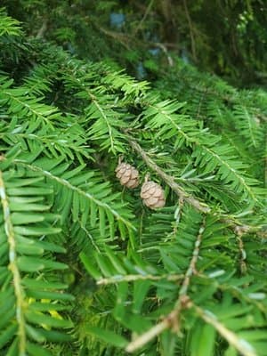 Tsuga canadensis