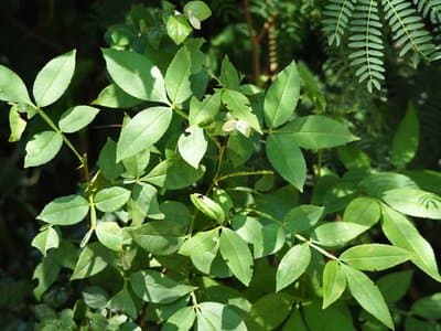 Zanthoxylum armatum ct. β-phellandrène