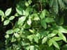 Zanthoxylum armatum ct. limonène