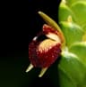 Zingiber officinale