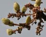 Boswellia serrata