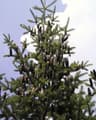 Abies balsamea