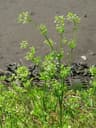 Apium graveolens