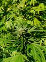 Cannabis sativa