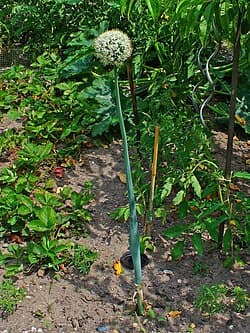 Allium cepa