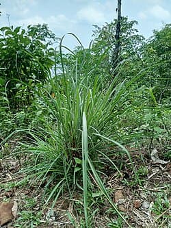 Cymbopogon flexuosus