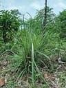 Cymbopogon flexuosus