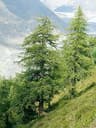 Larix decidua