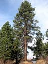 Pinus ponderosa