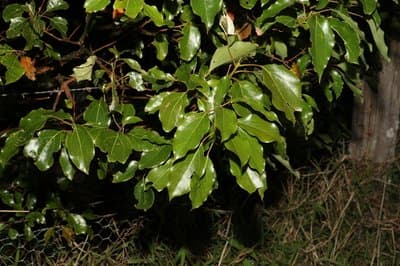 Cinnamomum camphora